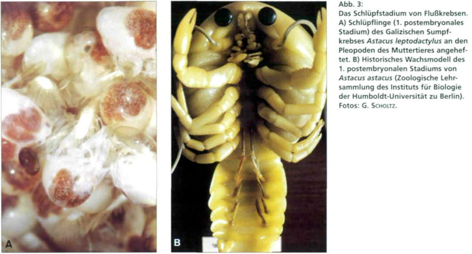 Close-up of a juvenile Steinkrebs crayfish in the Neckar river as documented for the Para Sites research-artistic project
