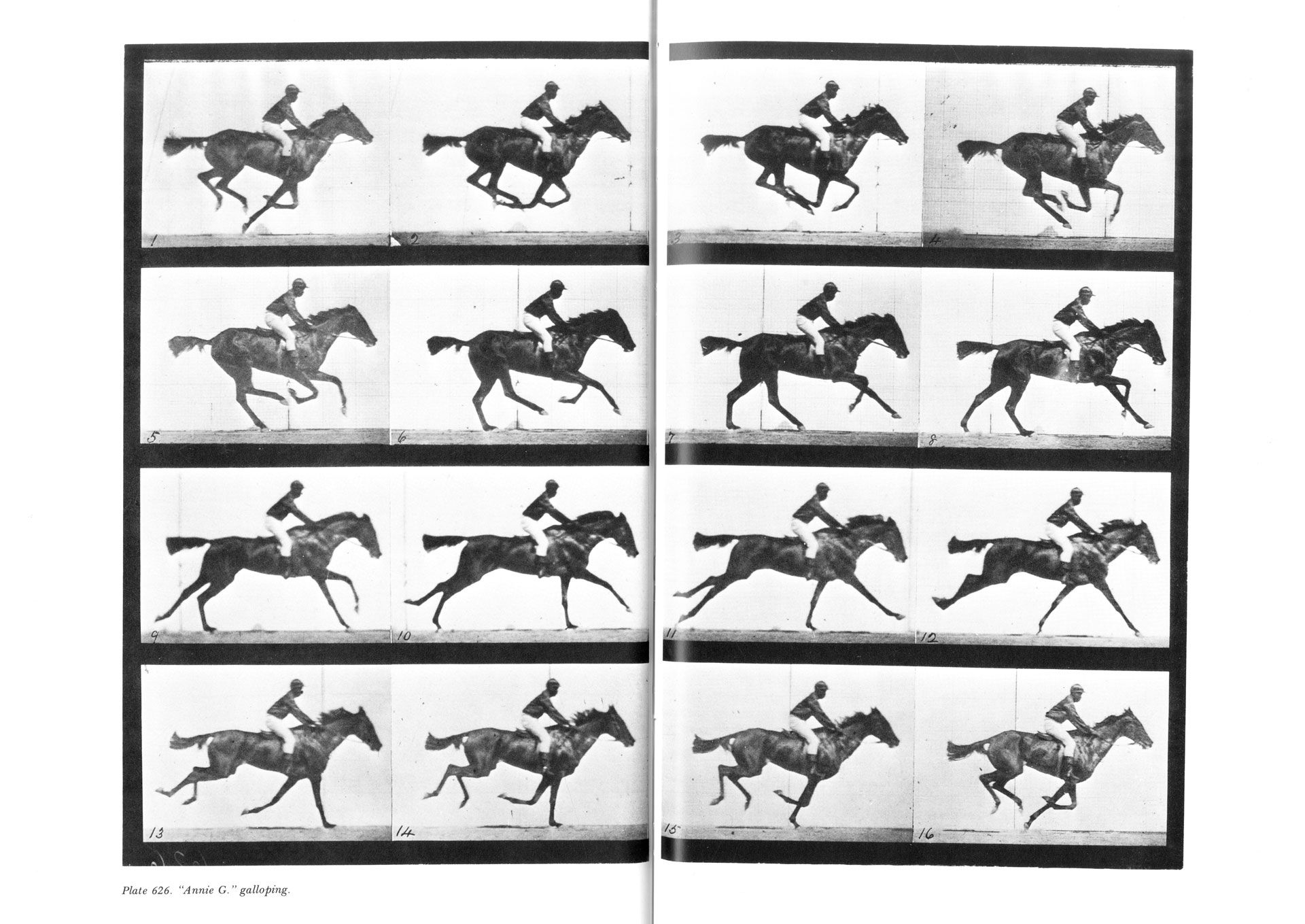 Movement study of a horse used as reference for embodied motion in The Soft Machines speculative mobility project